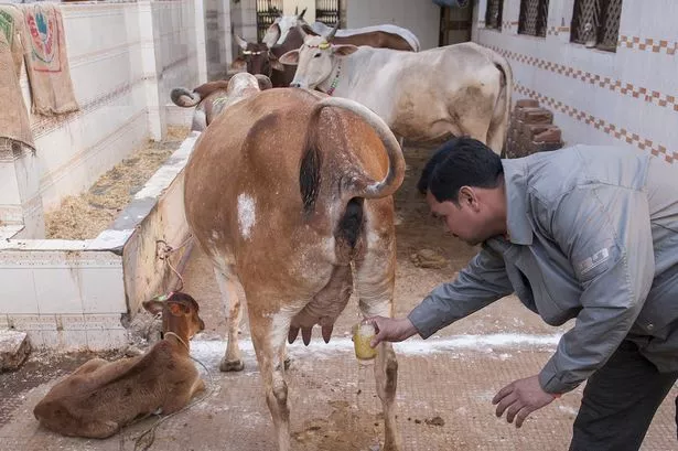 Fresh-Cow-Urine.jpg