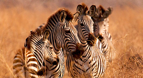 zebra-paul-higham-dpc_1.jpg