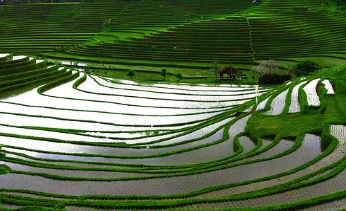 subak+bali.jpg