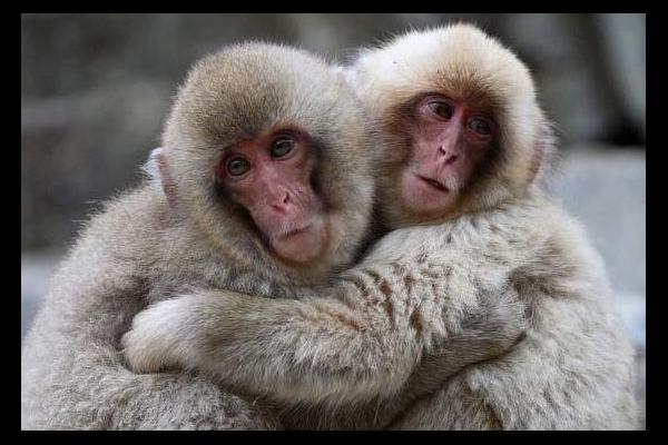 monkeys-hugging.jpg