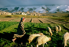 berber-sheep-morocco_S.jpg