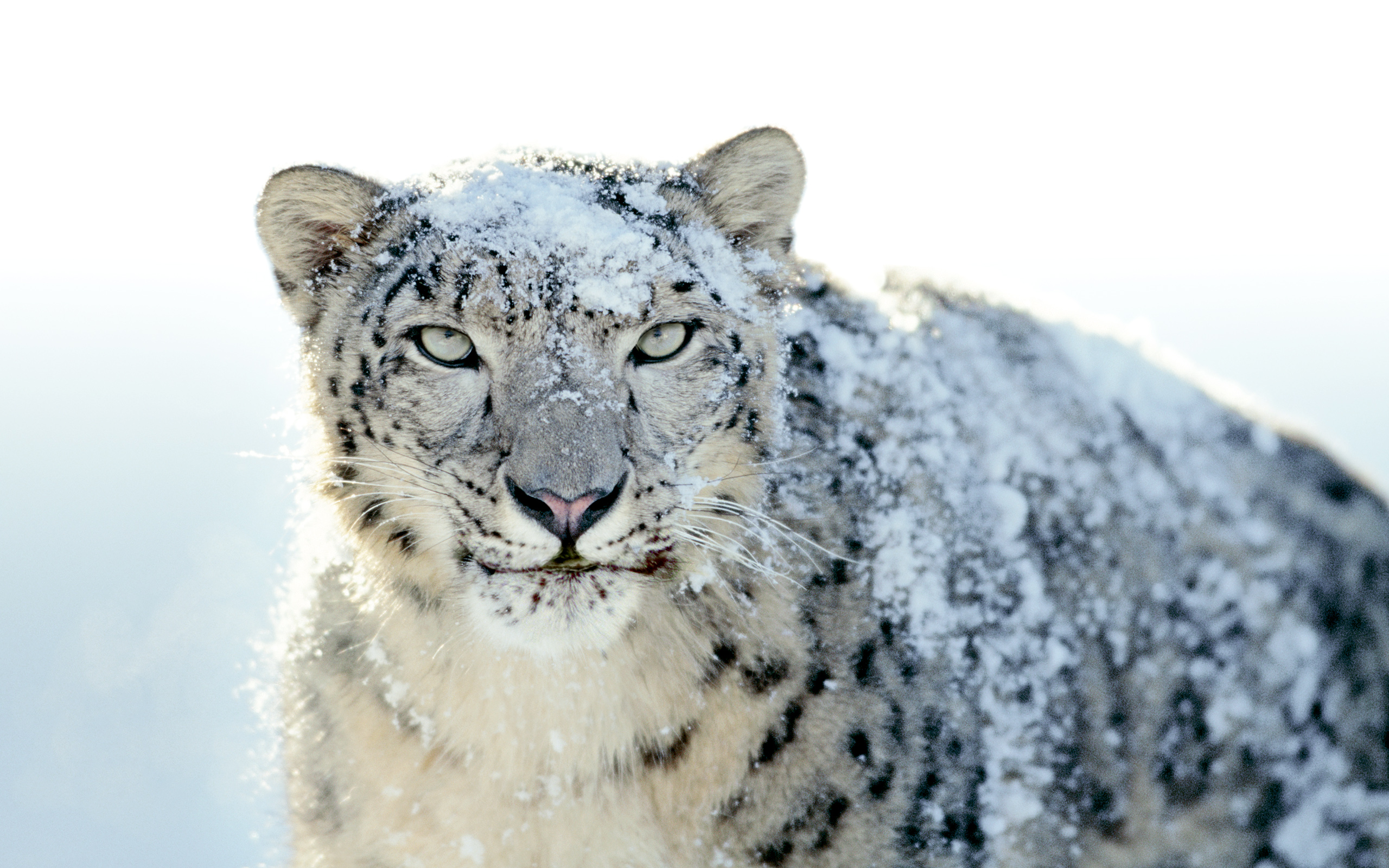 snow-leopard.jpg