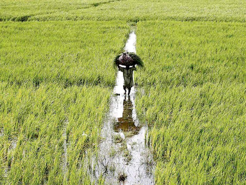 pakistan produces rice and sugar in surplus quantity which is more than the domestic requirement photo file