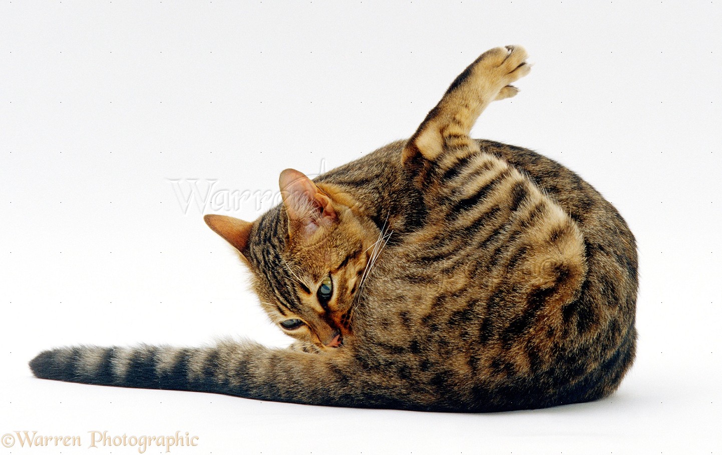 16772-Bengal-female-cat-licking-her-bottom-white-background.jpg