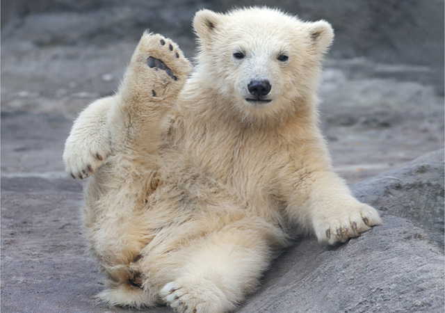 beautiful-pictures-of-polar-bears-by-Olga-Gladysheva.jpg