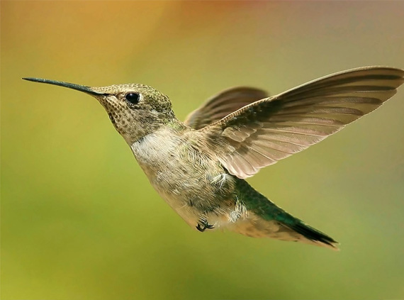 hummingbird-desktop-background.jpg