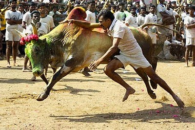 JallikattuTaming+the+Bulls+in+India002.jpg