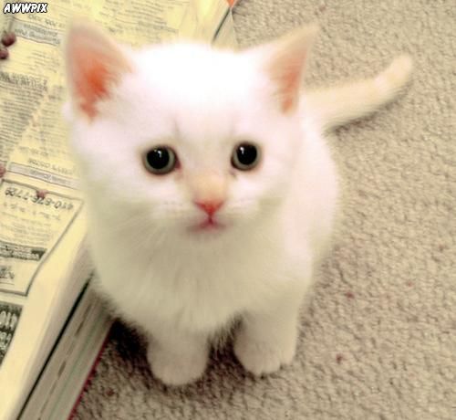 cute-little-white-kitten-cats-33887076-500-460.jpg