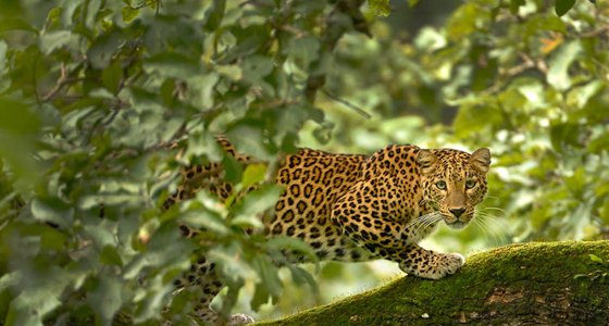 tadoba-national-park2.jpg