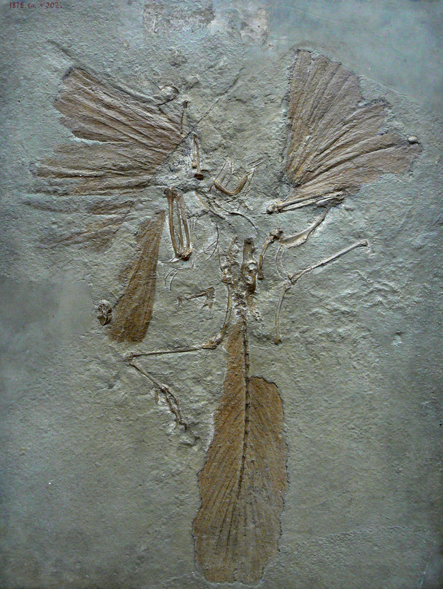 Archaeopteryx_lithographica_paris.JPG