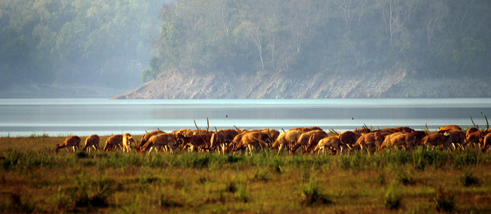 corbett-national-park-3179129.jpg