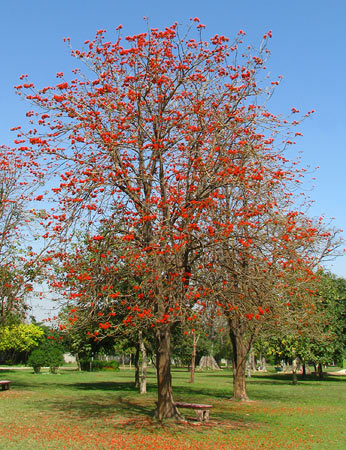 6-gul-e-nishter-trees-qamar-mehdi-670.jpg