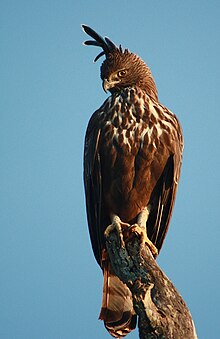 220px-Changeable_Hawk_Eagle_Bandipur.jpg