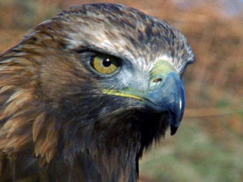 eagles_golden_480x360.jpg