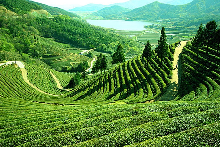 darjeeling-farm.jpg