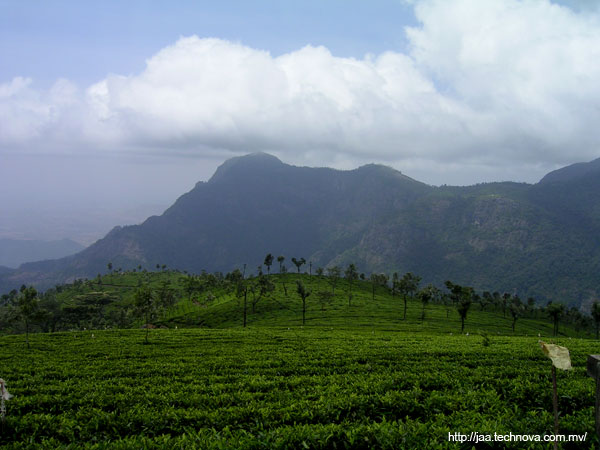 india-coonoor-teafield.jpg