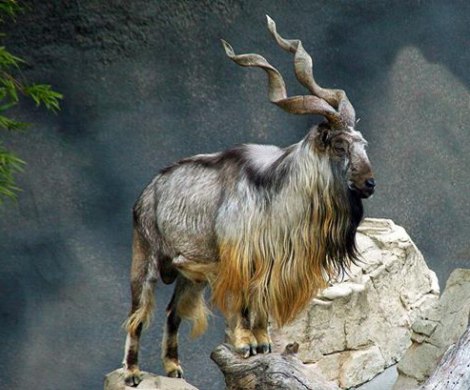 National+Animal+of+Pakistan+Markhor.jpg