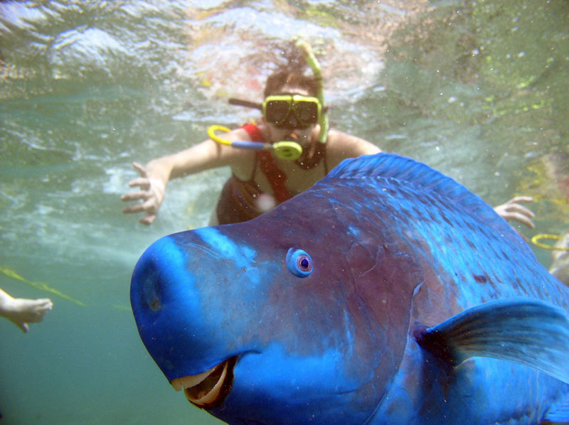 parrotfish-photobomb.jpg