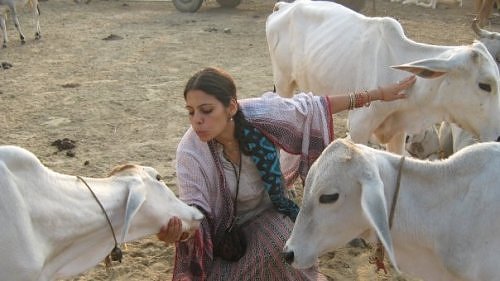 Amala-Saci-with-cows-of-Vrindavan-0.jpg