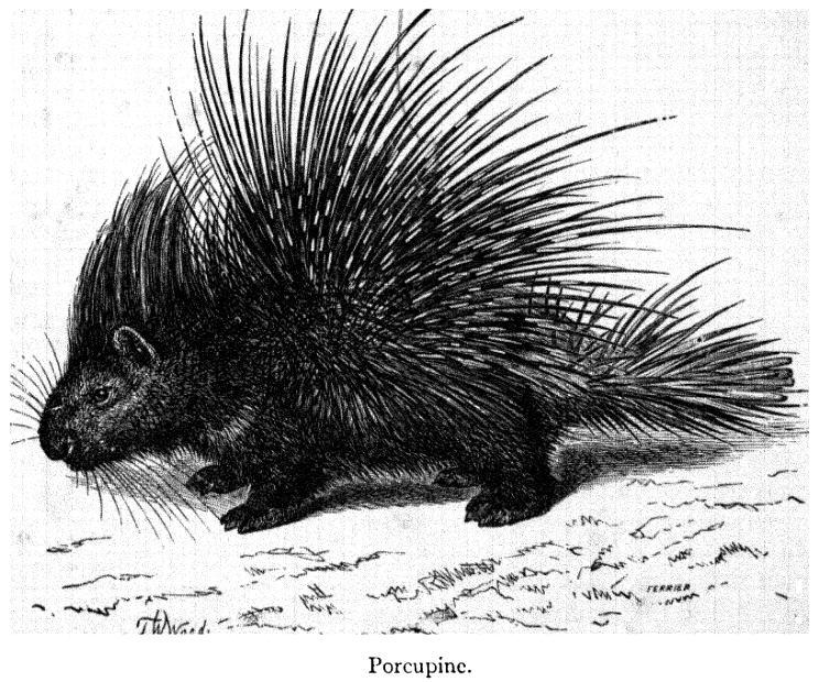 IndPorcupine.jpg