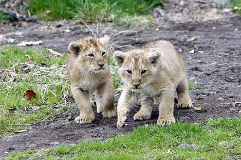 asiatic+lion+cub.jpg