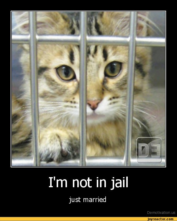 demotivation-posters-auto-cat-jail-291864.jpeg