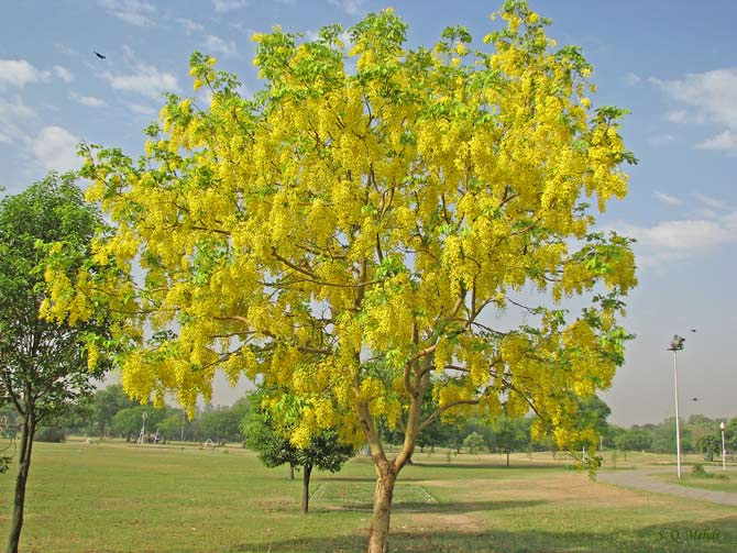 2-amaltas-trees-qamar-mehdi-670.jpg