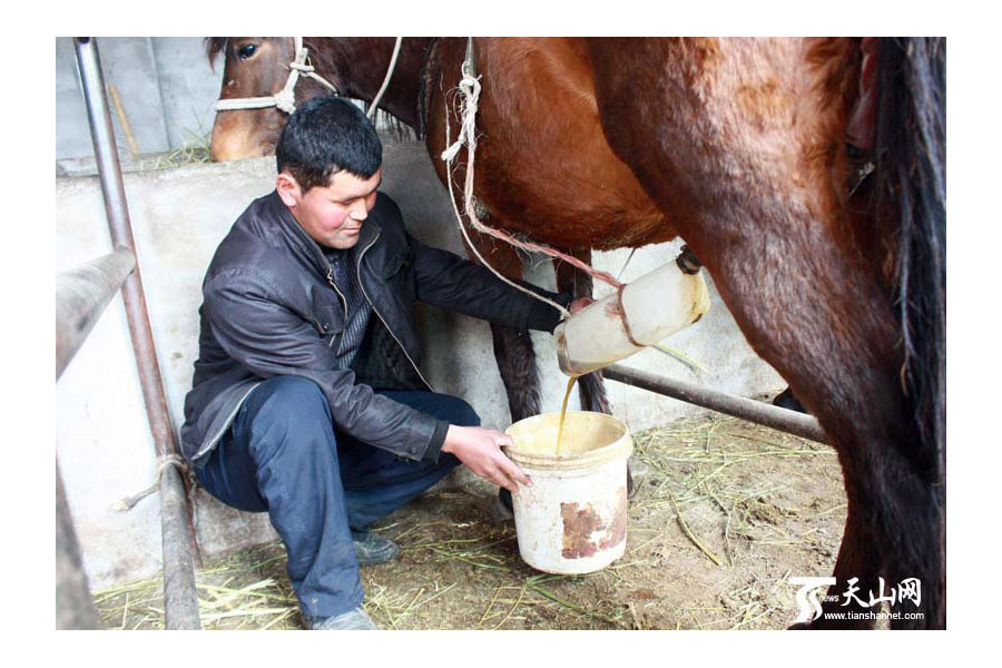 featured_pmu_horses_xinjiang_china.jpg