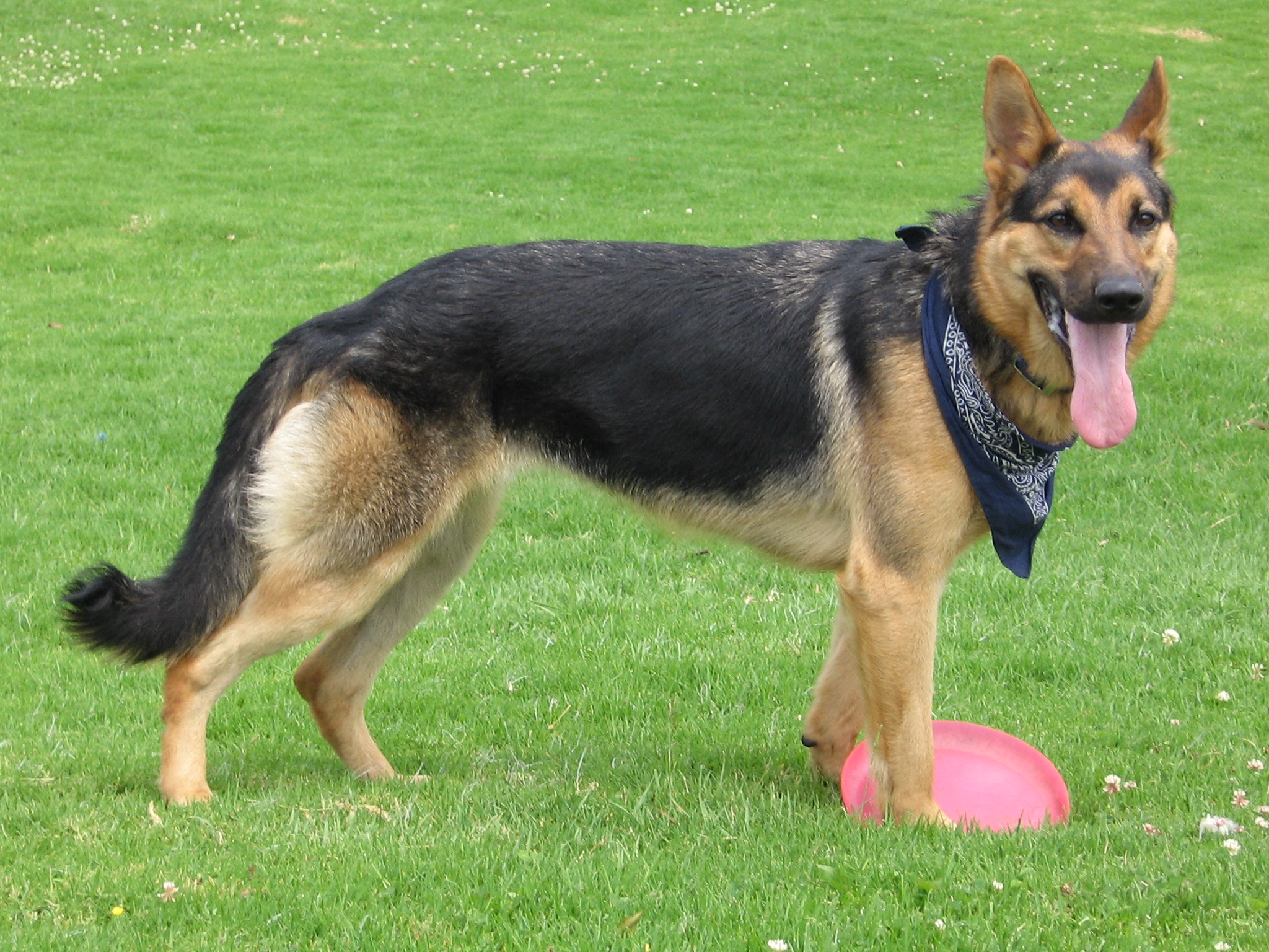 German_Shepherd_Dog_with_disc.jpg