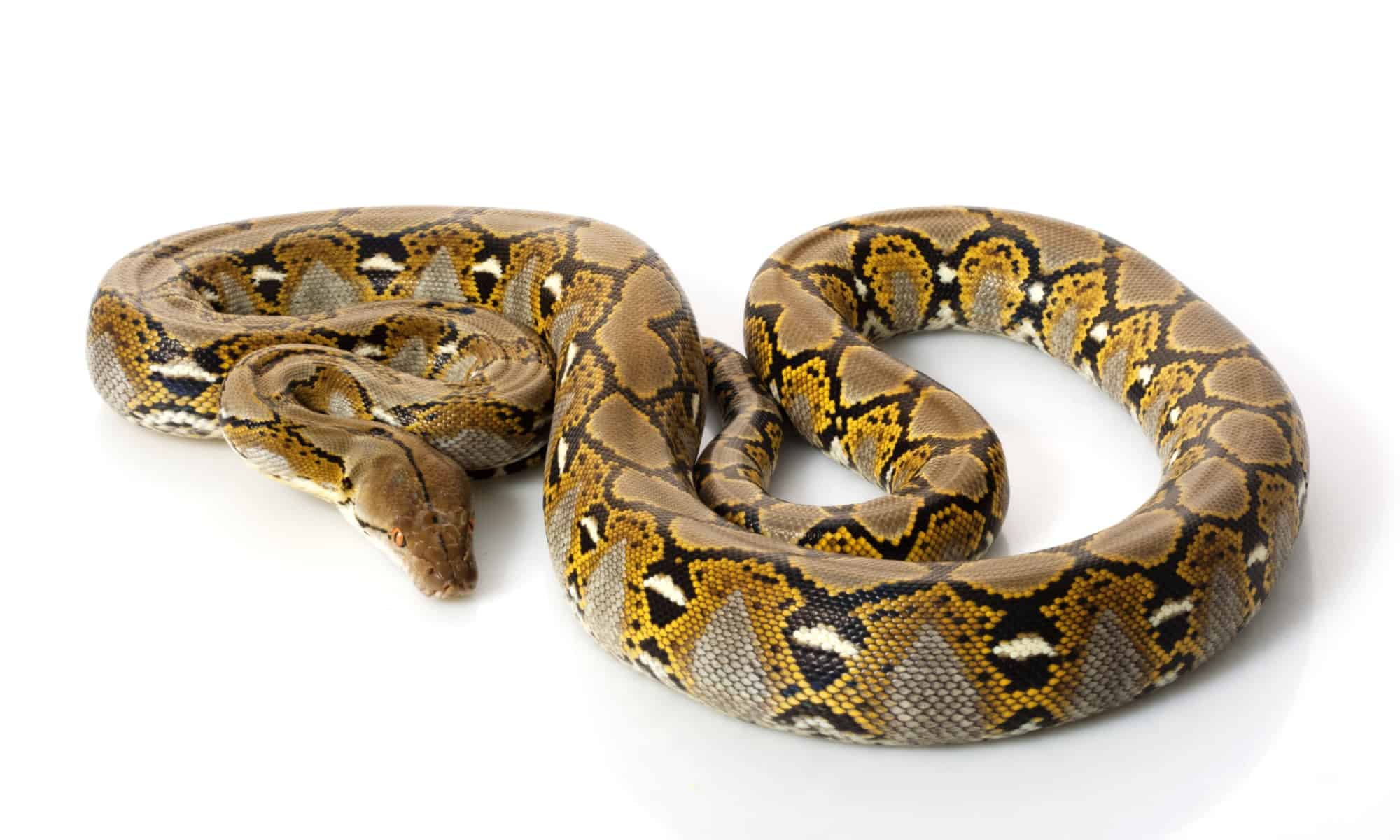 malayopython-reticulatus-Shutterstock_33295471.jpg