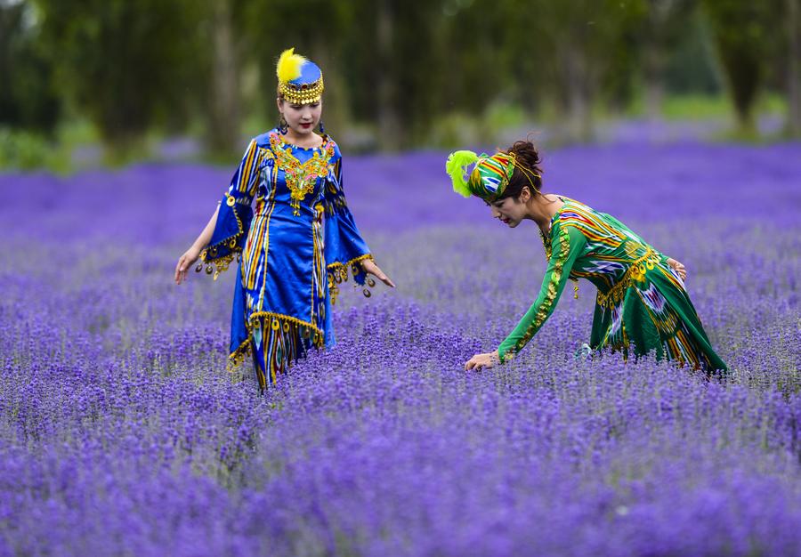 Xinjiang-lavender-fields-2.jpg