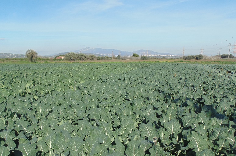 Commercial-Broccoli-Farming.jpg