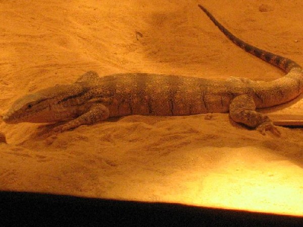 44010iran_desert_monitor_001-med.JPG