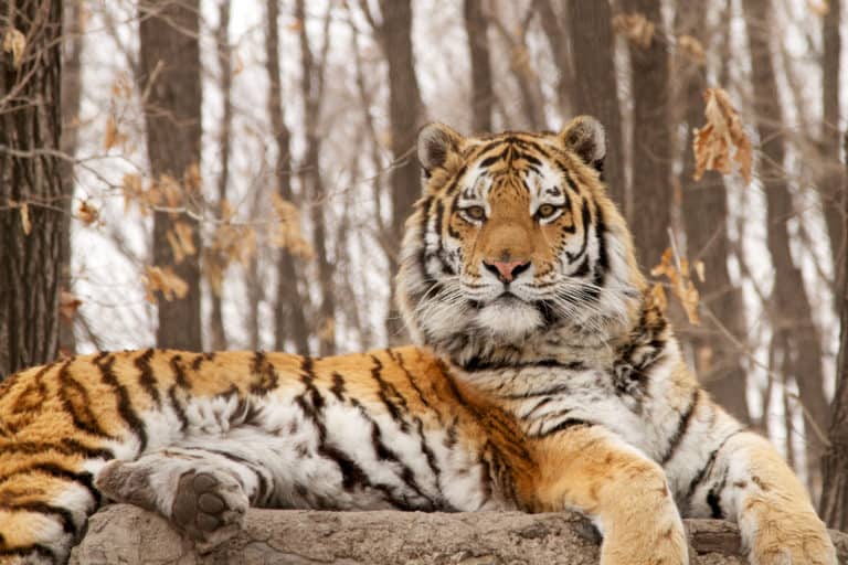 SiberianTiger-768x512.jpg