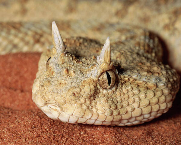 horned-viper-cerastes-cerastes-portrait-michael-patricia-fogden.jpg