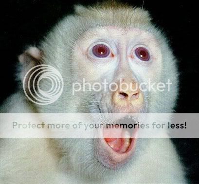 shocked20monkey.jpg