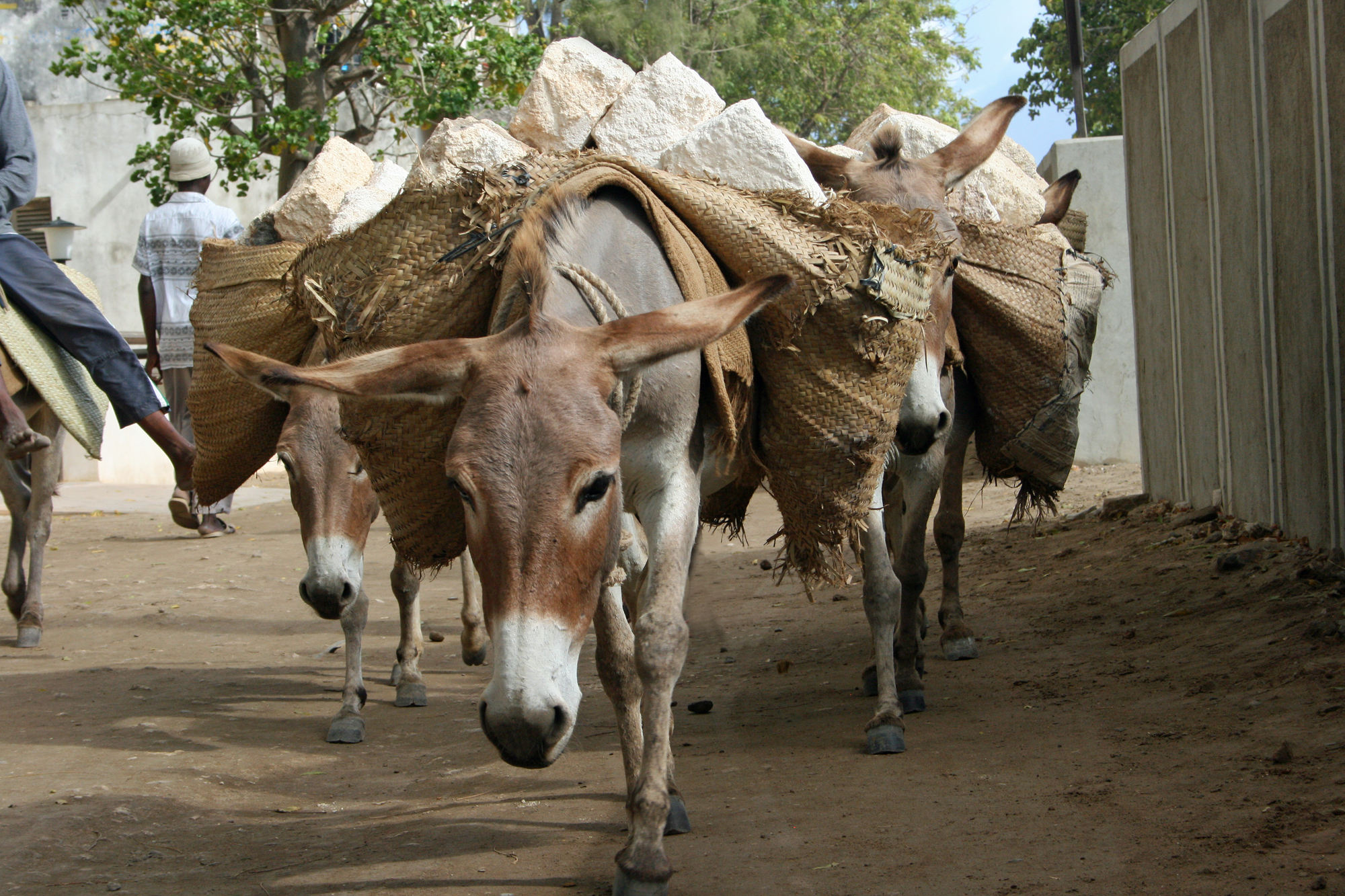 Lamu%20026_c_s.jpg