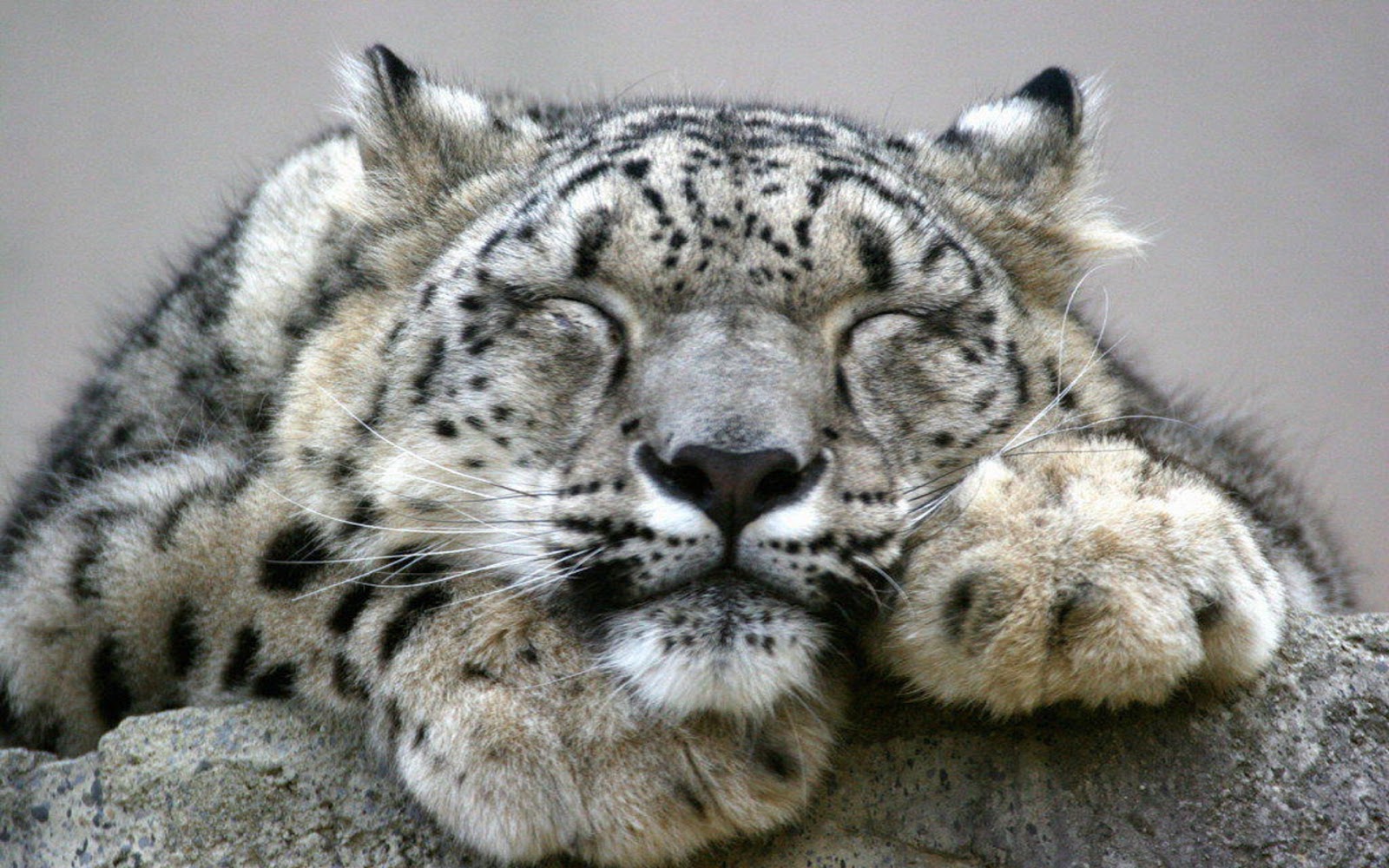 snow-leopard_1332024885.jpg