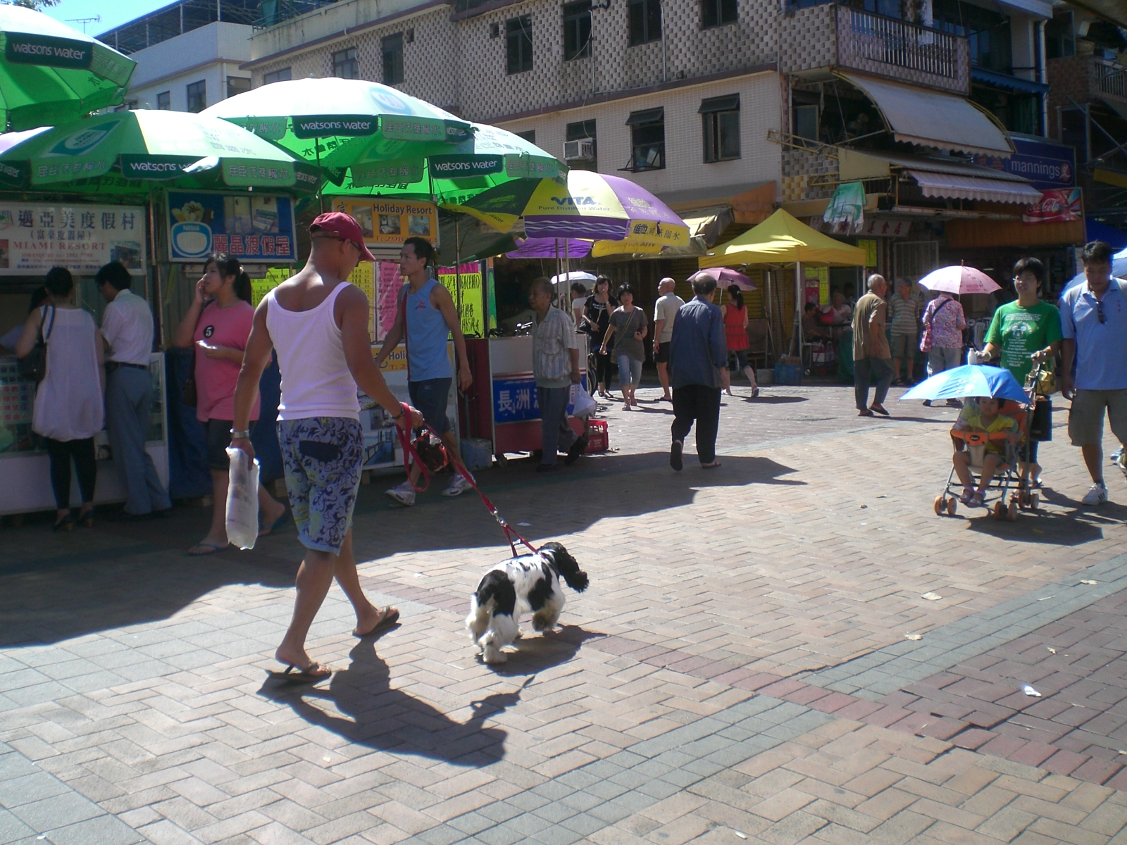 HK_Cheung_Chau_Sun_Hing_Praya_Street_Dog_Care.JPG