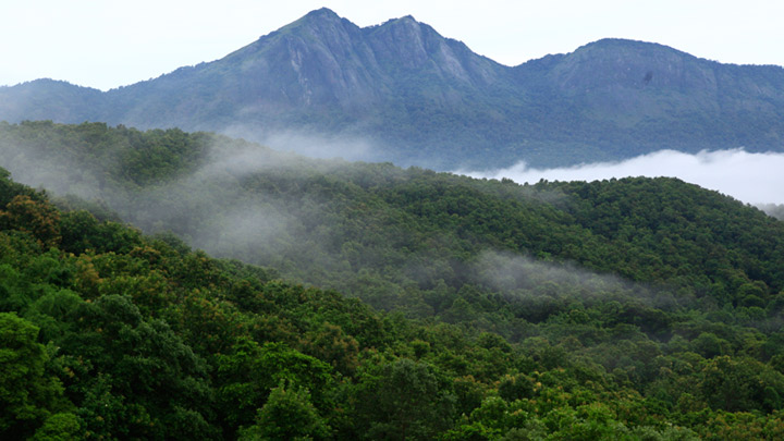 silent_valley_national_park_palakkad20131031115538_157_1.jpg