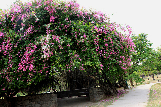 Bougainvillea-Garden-in-Chandigarh1.jpg