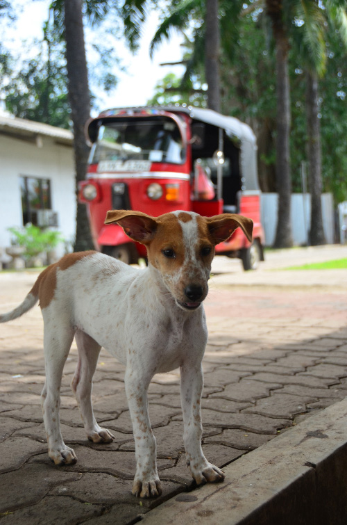 Dog-Tuk-Tuk.jpg