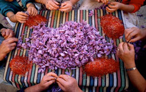 saffron-la-mancha-spain_S.jpg