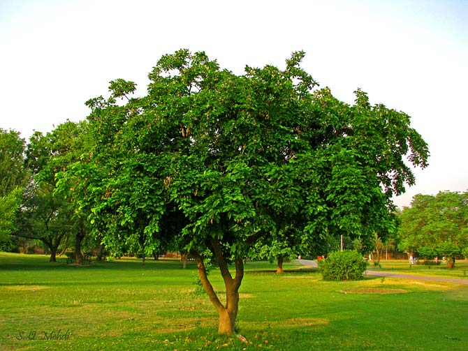 7-sukh-chane-trees-qamar-mehdi-670.jpg