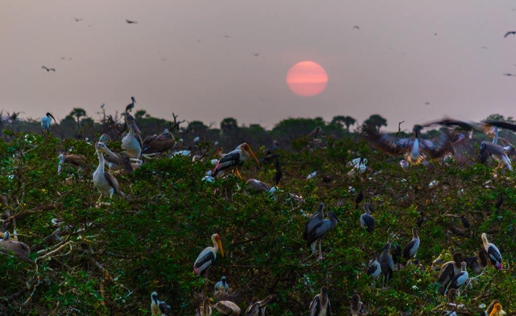 3801-2-Sunrise-in-Vedanthangal.jpg