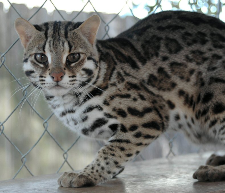 Asian-Leopard-Cat.jpg