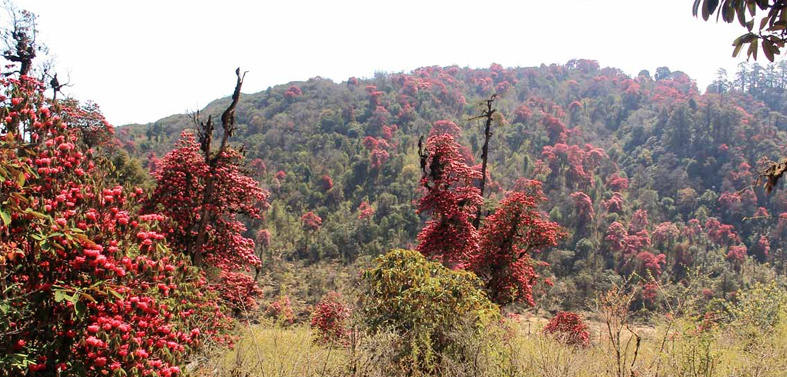 rhododendron-trek3.jpg