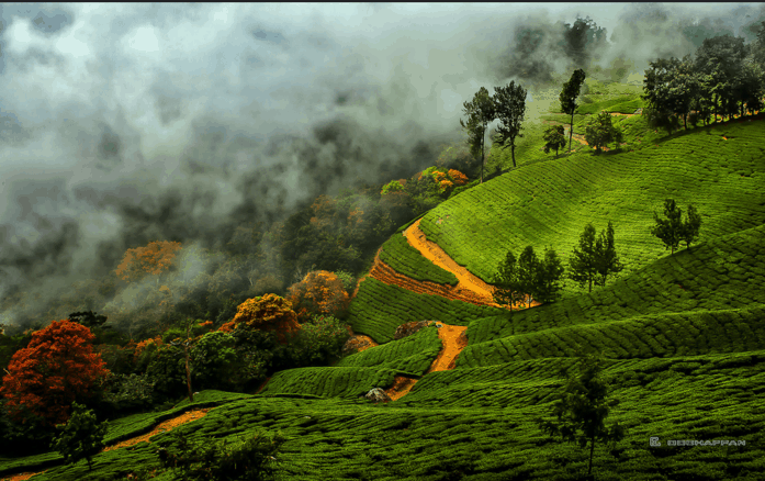 munnar.png