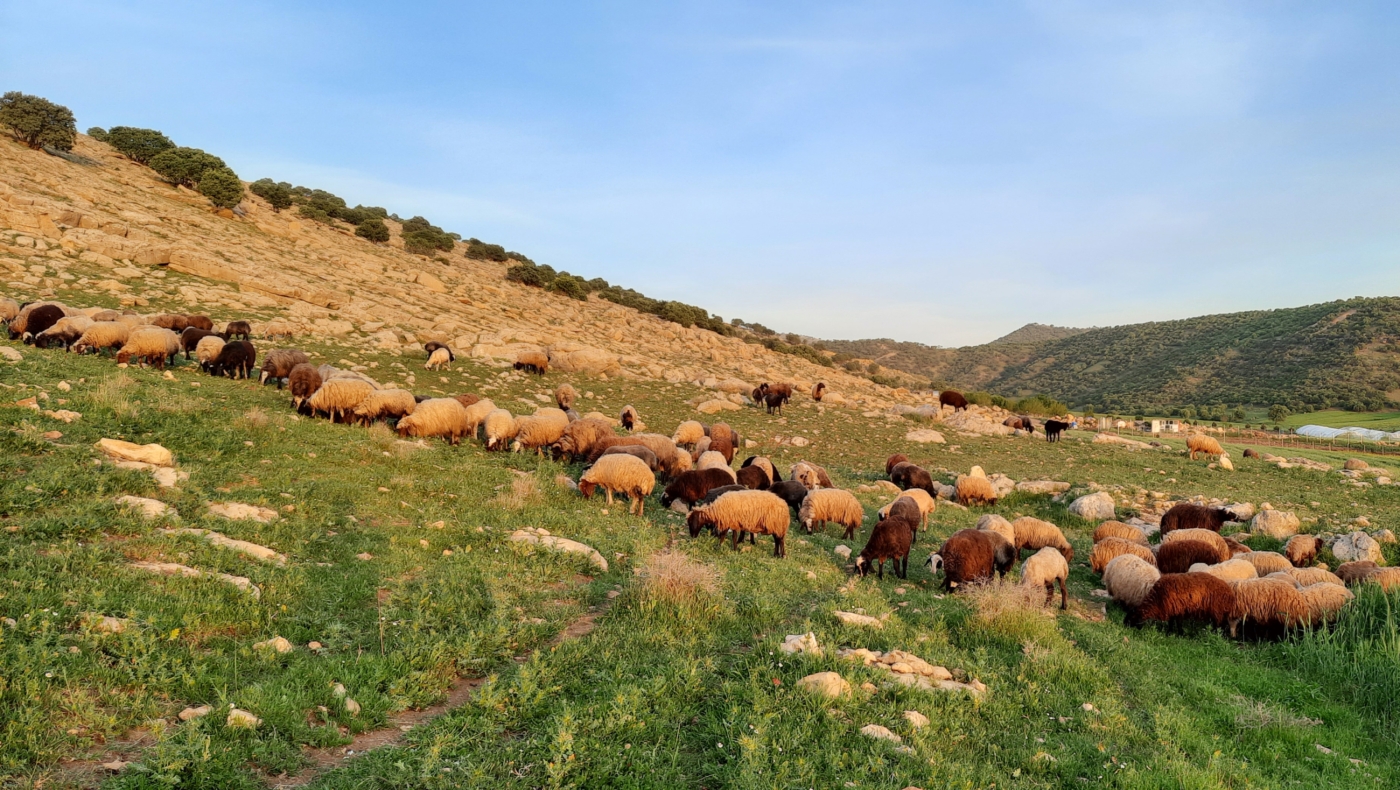 Sulaymaniyah.jpg