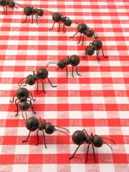 ants+2.jpg